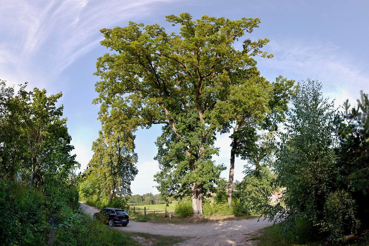 Duże, rozłożyste drzewo rośnie przy skrzyżowaniu polnych dróg, otoczone mniejszymi drzewami i zielenią. Na jednej z dróg stoi czarny samochód osobowy. Niebo jest jasne z delikatnymi chmurami.